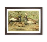 Vintage J.G. Keulemans Florican & MacQueen's Bustard Framed Print | A2 Walnut Framed Wall Art | Ready to Hang | Classic Nature Picture | Living Room Bedroom Lounge Office