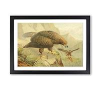 Vintage J.G. Keulemans Golden Eagle Framed Print | A2 Black Framed Wall Art | Ready to Hang | Classic Animal Picture | Living Room Bedroom Lounge Office