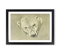 Vintage John Macallan Swan Study of a Polar Bear Framed Print | A2 Black Framed Wall Art | Ready to Hang | Classic Animal Picture | Living Room Bedroom Lounge Office
