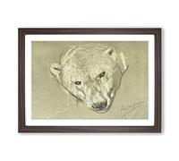 Vintage John Macallan Swan Study of a Polar Bear Framed Print A2 Walnut