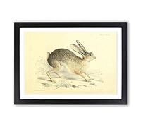 Vintage Joseph Wolf Black-Tailed Jack-Rabbit Framed Print | A2 Black Framed Wall Art | Ready to Hang | Classic Animal Picture | Living Room Bedroom Lounge Office