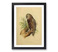 Vintage Joseph Wolf Laughing Owl Framed Print | A2 Black Framed Wall Art | Ready to Hang | Classic Animal Picture | Living Room Bedroom Lounge Office