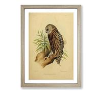 Vintage Joseph Wolf Laughing Owl Framed Print | A2 Oak Framed Wall Art | Ready to Hang | Classic Animal Picture | Living Room Bedroom Lounge Office