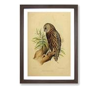 Vintage Joseph Wolf Laughing Owl Framed Print | A2 Walnut Framed Wall Art | Ready to Hang | Classic Animal Picture | Living Room Bedroom Lounge Office