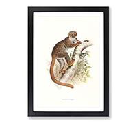 Vintage Joseph Wolf Woolly Lemur Framed Print | A2 Black Framed Wall Art | Ready to Hang | Classic Animal Picture | Living Room Bedroom Lounge Office