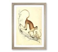 Vintage Joseph Wolf Woolly Spider-Monkey Framed Print | A2 Oak Framed Wall Art | Ready to Hang | Classic Animal Picture | Living Room Bedroom Lounge Office