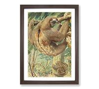 Vintage Karl Ludwig Hartig Bolivian Three-Toed Sloth Framed Print | A2 Walnut Framed Wall Art | Ready to Hang | Classic Nature Picture | Living Room Bedroom Lounge Office