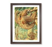 Vintage Karl Ludwig Hartig Bolivian Three Toed Sloth Vintage Framed Print | A3 Walnut Framed Wall Art | Ready to Hang | Classic Nature Picture | Living Room Bedroom Lounge Office