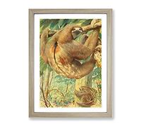 Vintage Karl Ludwig Hartig Bolivian Three Toed Sloth Vintage Framed Print | A4 Oak Framed Wall Art | Ready to Hang | Classic Nature Picture | Living Room Bedroom Lounge Office