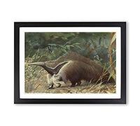 Vintage Karl Ludwig Hartig Giant Ant-Eater Framed Print | A2 Black Framed Wall Art | Ready to Hang | Classic Nature Picture | Living Room Bedroom Lounge Office