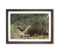 Vintage Karl Ludwig Hartig Giant Ant-Eater Framed Print | A2 Walnut Framed Wall Art | Ready to Hang | Classic Nature Picture | Living Room Bedroom Lounge Office