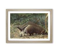 Vintage Karl Ludwig Hartig Giant Ant Eater Framed Wall Art Print A2 Oak