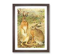 Vintage Karl Ludwig Hartig Hare Vintage Framed Print | A4 Walnut Framed Wall Art | Ready to Hang | Classic Animal Picture | Living Room Bedroom Lounge Office