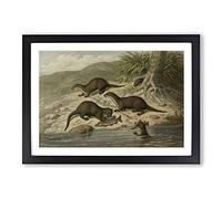 Vintage M Korner Common Otter Framed Print | A2 Black Framed Wall Art | Ready to Hang | Classic Nature Picture | Living Room Bedroom Lounge Office