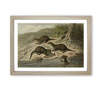 Vintage M Korner Common Otter Framed Print | A2 Oak Framed Wall Art | Ready to Hang | Classic Nature Picture | Living Room Bedroom Lounge Office