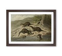 Vintage M Korner Common Otter Framed Print | A2 Walnut Framed Wall Art | Ready to Hang | Classic Nature Picture | Living Room Bedroom Lounge Office
