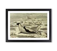 Vintage M Korner Greenland Seal Framed Print | A2 Black Framed Wall Art | Ready to Hang | Classic Animal Picture | Living Room Bedroom Lounge Office