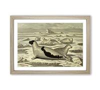 Vintage M Korner Greenland Seal Framed Print | A2 Oak Framed Wall Art | Ready to Hang | Classic Animal Picture | Living Room Bedroom Lounge Office