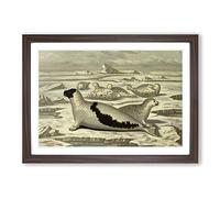 Vintage M Korner Greenland Seal Framed Print | A2 Walnut Framed Wall Art | Ready to Hang | Classic Animal Picture | Living Room Bedroom Lounge Office