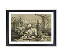 Vintage M Korner Polar Bear & Greenland Seal Framed Print | A2 Black Framed Wall Art | Ready to Hang | Classic Animal Picture | Living Room Bedroom Lounge Office