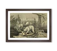 Vintage M Korner Polar Bear & Greenland Seal Framed Print | A2 Walnut Framed Wall Art | Ready to Hang | Classic Animal Picture | Living Room Bedroom Lounge Office