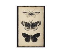 Vintage Moth Illustration Wall Art Antique Entomology Print with Detailed Insect Sketches Natural History Botanical Style Living Room Study Room Decor Canvas Poster Gift 12x18inch Unframe