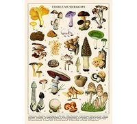 Vintage Mushroom Puzzle 1000 Pieces for Adult, Vintage Fungi Jigsaw Puzzle of 25 Edible Mushrooms, Champignons Plant Puzzle for Mycophile