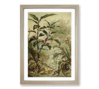 Vintage Natural History Beatles Framed Print | A2 Oak Framed Wall Art | Ready to Hang | Classic Music Picture | Living Room Bedroom Lounge Office