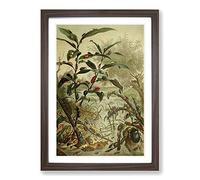Vintage Natural History Beatles Framed Print | A2 Walnut Framed Wall Art | Ready to Hang | Classic Music Picture | Living Room Bedroom Lounge Office