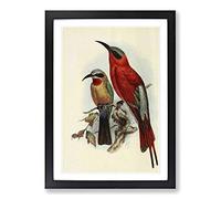 Vintage Natural History Bee-Eaters Framed Print | A2 Black Framed Wall Art | Ready to Hang | Classic Animal Picture | Living Room Bedroom Lounge Office