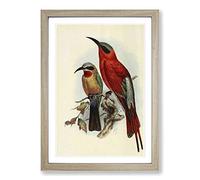 Vintage Natural History Bee-Eaters Framed Print | A2 Oak Framed Wall Art | Ready to Hang | Classic Animal Picture | Living Room Bedroom Lounge Office
