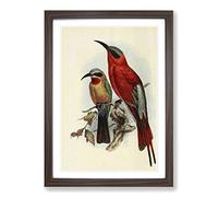 Vintage Natural History Bee-Eaters Framed Print | A2 Walnut Framed Wall Art | Ready to Hang | Classic Animal Picture | Living Room Bedroom Lounge Office