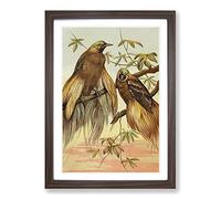 Vintage Natural History Birds of Paradise Framed Print | A2 Walnut Framed Wall Art | Ready to Hang | Classic Nature Picture | Living Room Bedroom Lounge Office