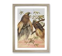 Vintage Natural History Birds Of Paradise Vintage Framed Print | A4 Oak Framed Wall Art | Ready to Hang | Classic Nature Picture | Living Room Bedroom Lounge Office