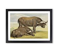 Vintage Natural History Cape Buffalos Framed Print | A2 Black Framed Wall Art | Ready to Hang | Classic Animal Picture | Living Room Bedroom Lounge Office