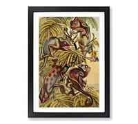 Vintage Natural History Chameleons Framed Print | A2 Black Framed Wall Art | Ready to Hang | Classic Nature Picture | Living Room Bedroom Lounge Office