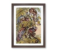 Vintage Natural History Chameleons Vintage Framed Print | A3 Walnut Framed Wall Art | Ready to Hang | Classic Nature Picture | Living Room Bedroom Lounge Office