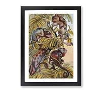 Vintage Natural History Chameleons Vintage Framed Print | A4 Black Framed Wall Art | Ready to Hang | Classic Nature Picture | Living Room Bedroom Lounge Office