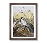 Vintage Natural History Cranes Framed Print | A2 Walnut Framed Wall Art | Ready to Hang | Classic Animal Picture | Living Room Bedroom Lounge Office