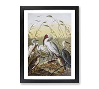 Vintage Natural History Cranes Framed Print | A3 Black Framed Wall Art | Ready to Hang | Classic Animal Picture | Living Room Bedroom Lounge Office
