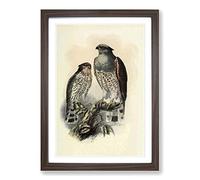 Vintage Natural History Cuckoo Falcon Framed Print | A2 Walnut Framed Wall Art | Ready to Hang | Classic Nature Picture | Living Room Bedroom Lounge Office