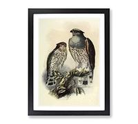 Vintage Natural History Cuckoo Falcon Vintage Framed Print | A3 Black Framed Wall Art | Ready to Hang | Classic Nature Picture | Living Room Bedroom Lounge Office