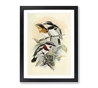 Vintage Natural History Fly Cathers Vintage Framed Print | A4 Black Framed Wall Art | Ready to Hang | Classic Nature Picture | Living Room Bedroom Lounge Office