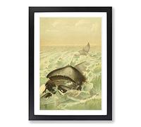 Vintage Natural History Greenland Whale Framed Print | A2 Black Framed Wall Art | Ready to Hang | Classic Animal Picture | Living Room Bedroom Lounge Office