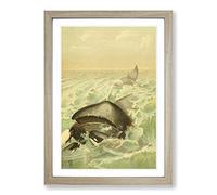 Vintage Natural History Greenland Whale Framed Print | A2 Oak Framed Wall Art | Ready to Hang | Classic Animal Picture | Living Room Bedroom Lounge Office