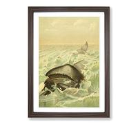 Vintage Natural History Greenland Whale Framed Print | A2 Walnut Framed Wall Art | Ready to Hang | Classic Animal Picture | Living Room Bedroom Lounge Office
