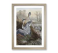 Vintage Natural History Herons Vintage Framed Print | A3 Oak Framed Wall Art | Ready to Hang | Classic Animal Picture | Living Room Bedroom Lounge Office