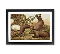 Vintage Natural History Indian & South American Tapirs Framed Print | A2 Black Framed Wall Art | Ready to Hang | Classic Nature Picture | Living Room Bedroom Lounge Office