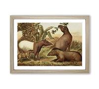Vintage Natural History Indian & South American Tapirs Framed Print | A2 Oak Framed Wall Art | Ready to Hang | Classic Nature Picture | Living Room Bedroom Lounge Office
