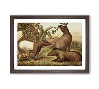 Vintage Natural History Indian & South American Tapirs Framed Print | A2 Walnut Framed Wall Art | Ready to Hang | Classic Nature Picture | Living Room Bedroom Lounge Office
